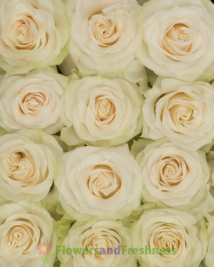 Mondial Cream Ivory Roses FlowersnFreshness.com