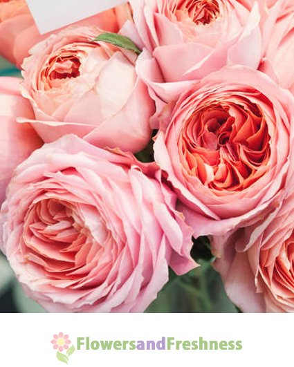 Pink Xpression Roses Flowersandfreshness.com