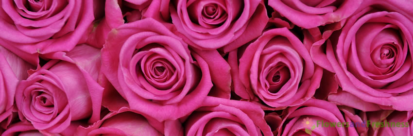 Top Wholesale Flowers - Wedding Flowers - Bulk Flowers: Best Sellers ...